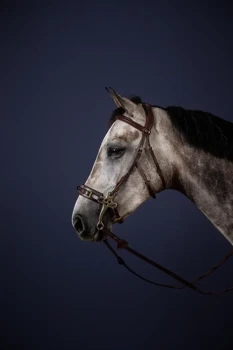 Ogłowie do Hackamore Dy'on New English Collection NEFADX