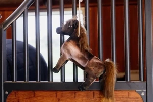 Zabawka dla konia do boksu Kentucky Horsewear Tableux