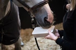Lizawka mineralna dla koni Cavalor Stable Rocky