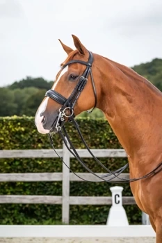 Ogłowie munsztukowe z nachrapnikiem szwedzkim Dy'on Dressage Collection NEECAR