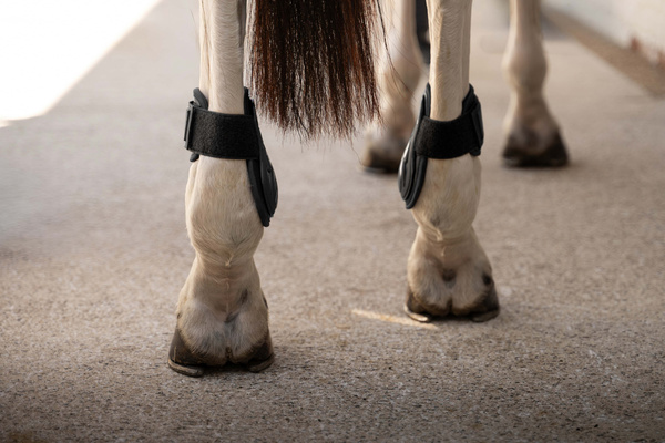 Ochraniacze tylne Kentucky Horsewear Young Horse PRO