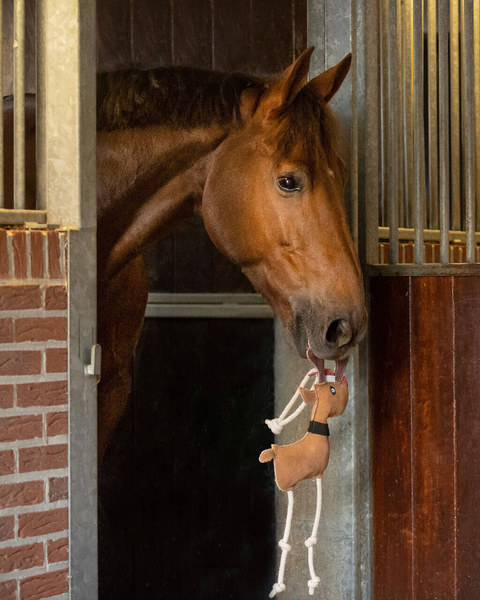 Zabawka do boksu QHP Horse Toy - Rudolph