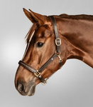 Kantar skórzany Waldhausen Crystal