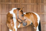 Kantar ze skóry syntetycznej Kentucky Horsewear Leather Halter Wellington