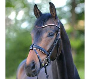 Ogłowie z nachrapnikiem szwedzkim Kavalkade Rose