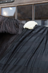 Derka siatkowa przeciw owadom Kentucky Horsewear Light Striped Mesh Fly Sheet