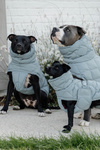 Derka dla psa Kentucky Dogwear Winter Pina