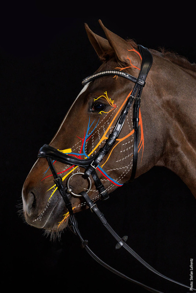 Ogłowie anatomiczne Schockemöhle Sports Equitus Beta