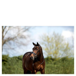 Ogłowie anatomiczne z lakierowanym nachrapnikiem szwedzkim ANKY®