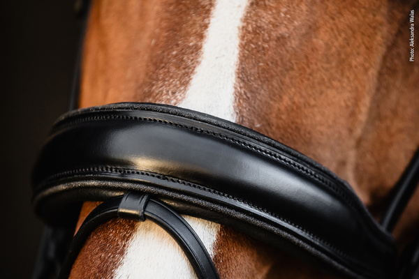 Ogłowie z nachrapnikiem szwedzkim Schockemöhle Sports Valencia