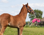 Zabawka do boksu QHP Horse Toy
