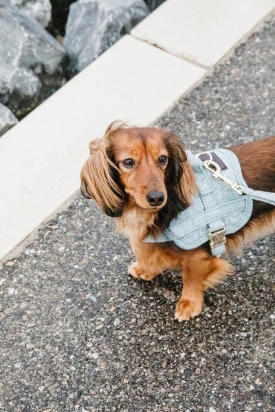 Szelki dla psa Kentucky Dogwear Wool Body Safe