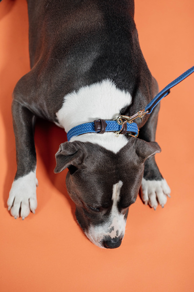 Obroża dla psa Kentucky Dogwear Plaited Nylon