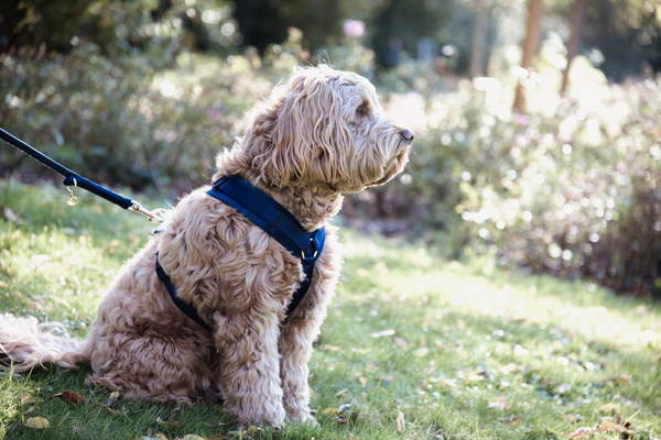 Szelki dla psa Kentucky Dogwear Active Velvet