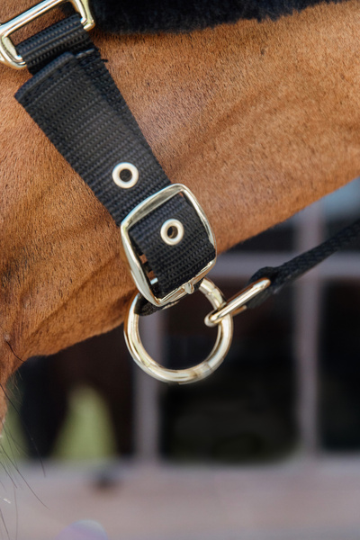 Kantar z futrem syntetycznym Kentucky Horsewear Nylon Sheepskin Halter Soft