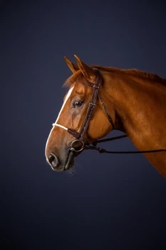 Ogłowie ze sznurkowym nachrapnikiem Dy'on New English Collection NEAAAF