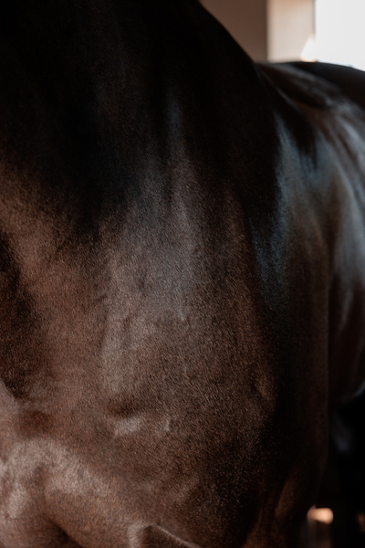 Żel nabłyszczająco-rozplątujący do grzywy, ogona i sierści konia Grooming Deluxe Super Shine Bubble Gum