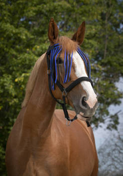 Frędzelki przeciw owadom Norton