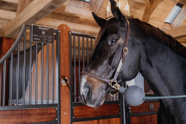 Kula ochronna do uwiązu Kentucky Horsewear