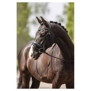 Ogłowie anatomiczne z nachrapnikiem szwedzkim ANKY® Pullback