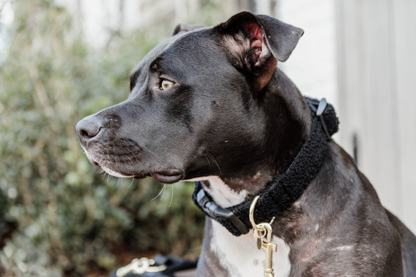 Obroża dla psa Kentucky Dogwear Teddy