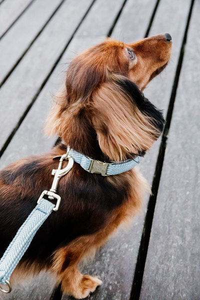 Obroża dla psa Kentucky Dogwear Wool