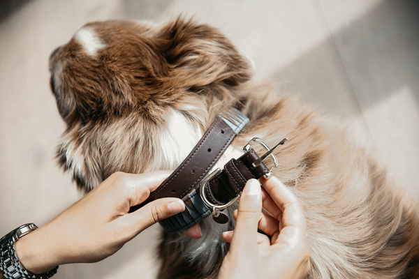 Obroża dla psa Kentucky Dogwear Triangle