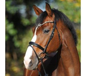 Ogłowie z nachrapnikiem szwedzkim Kavalkade Reyna