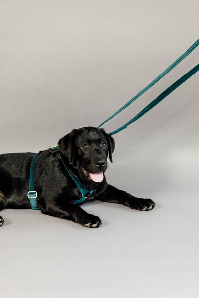 Smycz dla psa Kentucky Dogwear Velvet - 200 cm