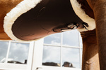 Popręg skokowy z fartuchem i futrem syntetycznym Kentucky Horsewear Sheepskin Anatomic Stud Girth