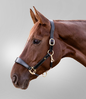 Kantar skórzano-sznurkowy Waldhausen Royal