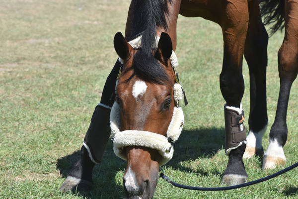 Ochraniacze treningowe z futrem na przednie nogi Kentucky Horsewear Turnout Boots Solimbra