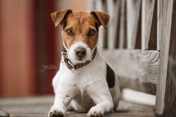 Obroża dla psa Kentucky Dogwear Triangle