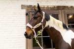 Kantar dla konia Kentucky Horsewear Velvet