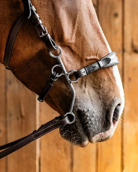 Czanki Hackamore Fager Hunter