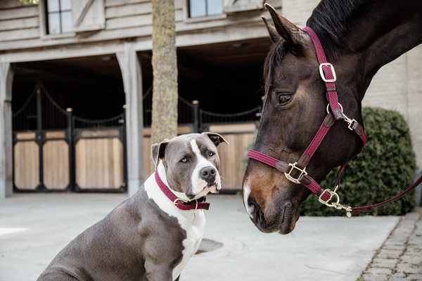 Kantar dla konia Kentucky Horsewear Plaited Nylon