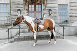 Czaprak wszechstronny Kentucky Horsewear Velvet Pearls
