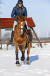Kaloszki Kentucky Horsewear Solimbra