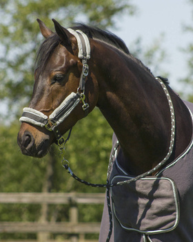 Kantar z uwiązem QHP Dolci