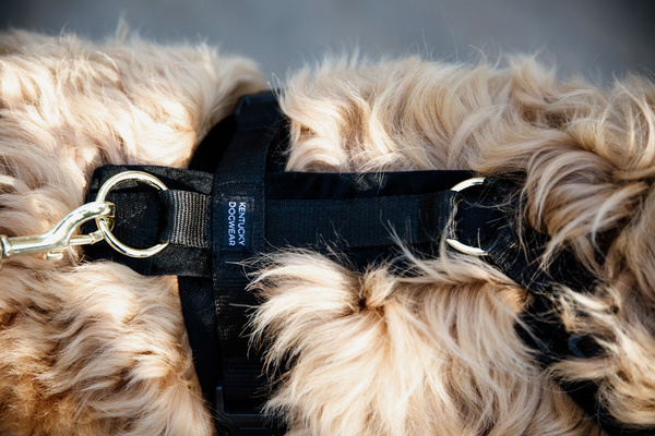 Szelki dla psa Kentucky Dogwear Active Velvet