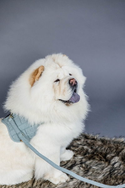 Szelki dla psa Kentucky Dogwear Wool Body Safe