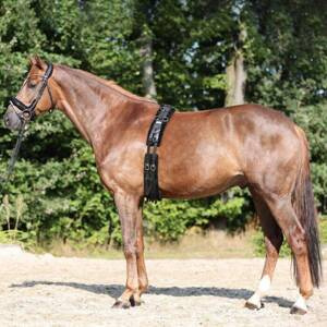 Pas do lonżowania podszyty futrem Kavalkade