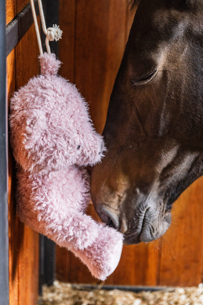 Zabawka dla konia do boksu Kentucky Horsewear Bear