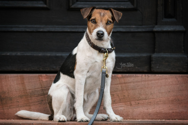 Obroża dla psa Kentucky Dogwear Triangle