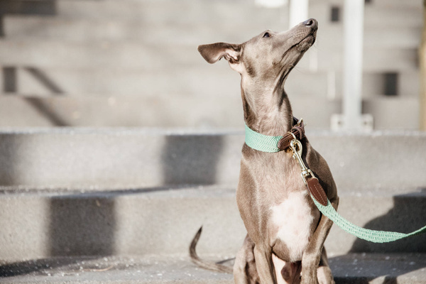 Obroża dla psa Kentucky Dogwear Jacquard