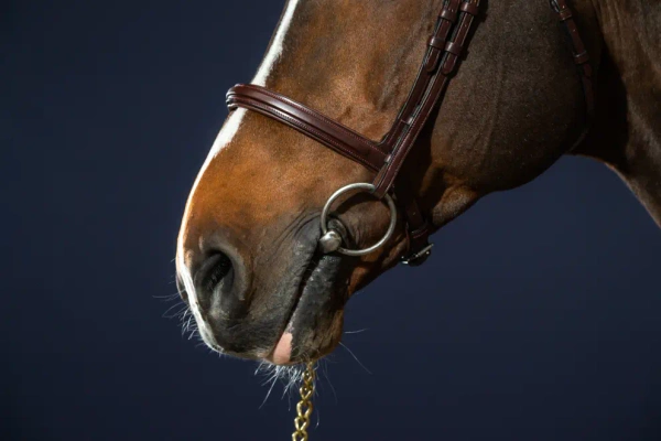 Ogłowie z nachrapnikiem kombinowanym Dy'on New English Collection NEAAAA