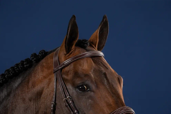 Ogłowie z nachrapnikiem angielskim Dy'on Hunter Collection USKDAL