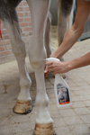 Suchy szampon w sprayu do siwych koni Veredus Easy White