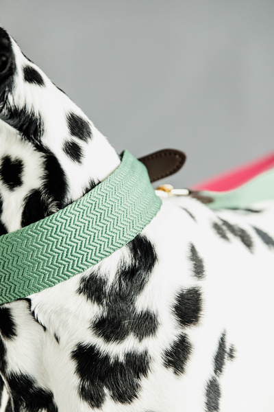 Obroża dla psa Kentucky Dogwear Jacquard