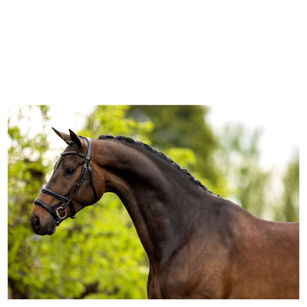 Ogłowie z podwójnym nachrapnikiem BR Bath